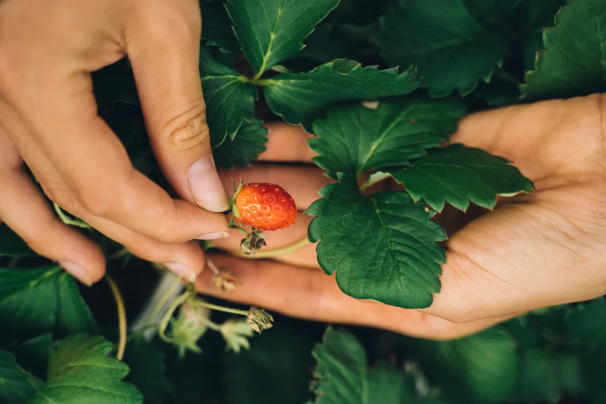 7 Common Wild Berry Picking Mistakes That Ruin Your Harvest