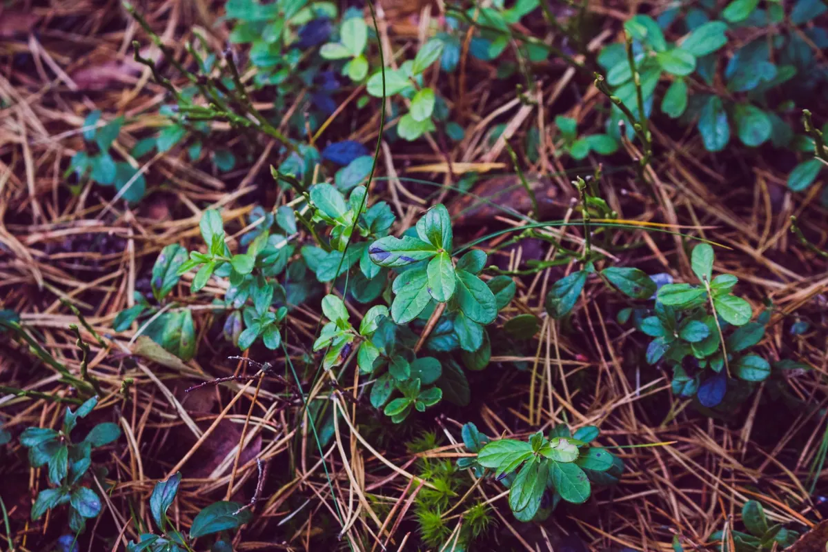 Deadly Lookalikes: 8 Dangerous Wild Plant Pairs Every Forager Should Know