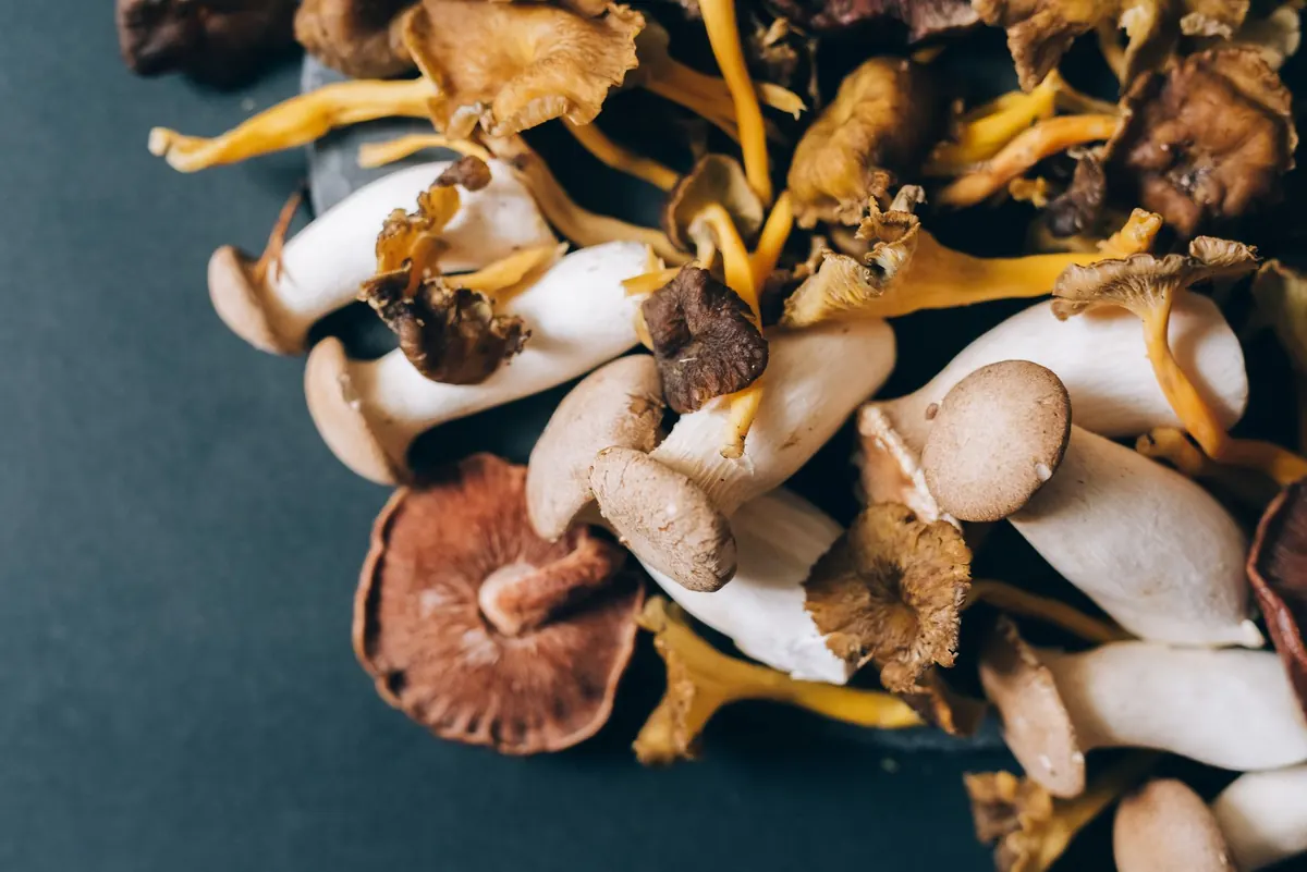 Drying Wild Mushrooms at Home: Dehydrator, Oven, and Air-Drying Methods