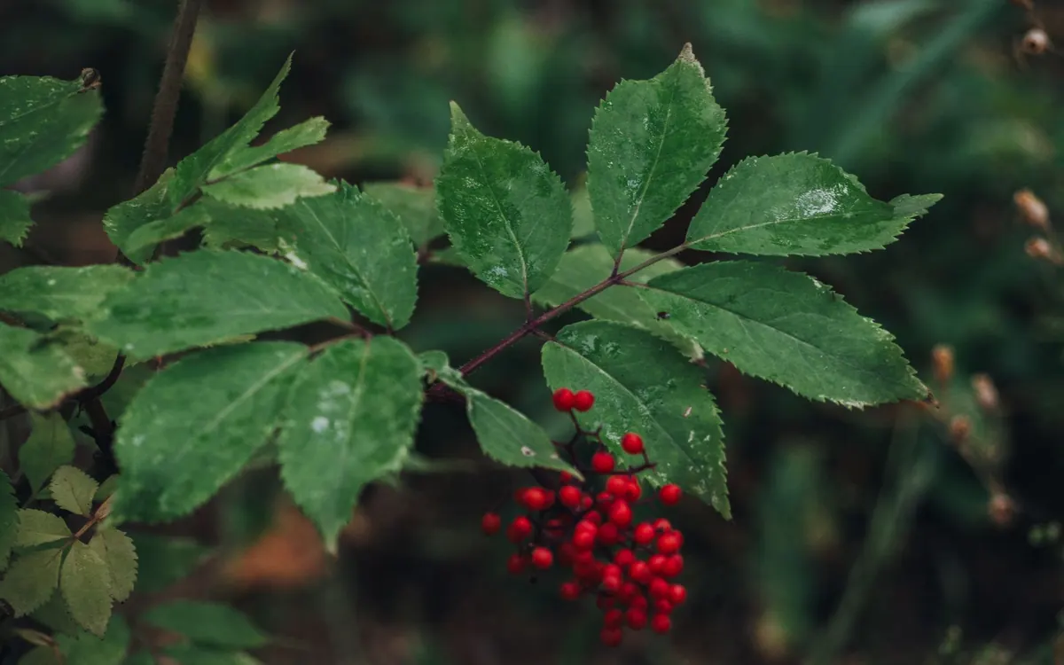 Elderberry vs. Pokeweed: How to Tell Edible Elderberries from Toxic Lookalikes