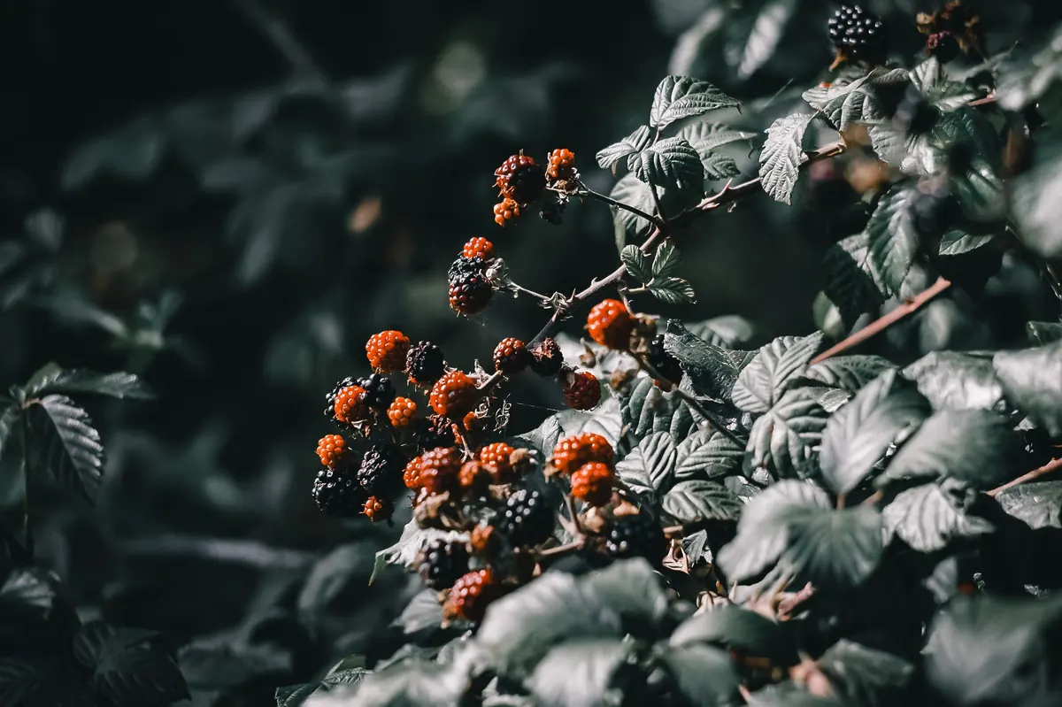 How to Forage Blackberries Without Getting Scratched: Tools, Timing, and Etiquette